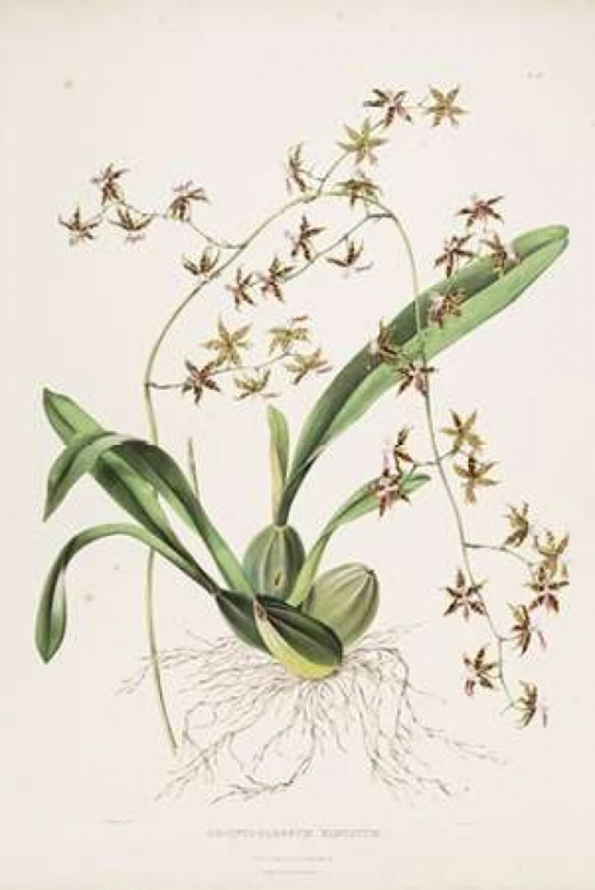 Orchid, Odontoglossum Hastatum Poster Print by Augusta Withers - Item # VARPDXAW16